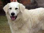 ...ein sehr sch�ner Kuvasz-R�de aus Serbien