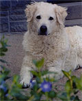 P�ppi, Mai 2007