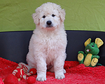 Wundersch�ne Kuvasz-Welpen!
