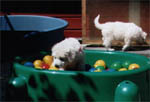 Abenteuerliche Tiere - die Schildkr�te mit B�llen