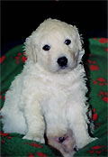 Welpe 2 - ein kleiner Kuvasz-R�de, 4 Wochen alt