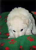 Welpe 3 - ein kleiner Kuvasz-R�de, 4 Wochen alt