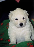 Welpe 3 - ein kleiner Kuvasz-R�de, 4 Wochen alt