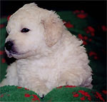 Welpe 6 - ein kleiner Kuvasz-R�de, 4 Wochen alt