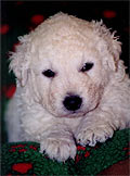 Welpe 8 - ein kleiner Kuvasz-R�de, 4 Wochen alt