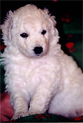 Welpe 9 - eine kleine Kuvasz-H�ndin, 4 Wochen alt