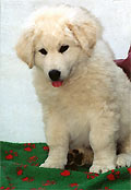 Welpe 1 - ein kleiner Kuvasz-R�de, 8 Wochen alt