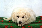 Welpe 2 - ein kleiner Kuvasz-R�de, 8 Wochen alt
