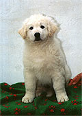 Welpe 3 - ein kleiner Kuvasz-R�de, 8 Wochen alt