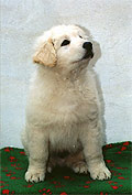 Welpe 3 - ein kleiner Kuvasz-R�de, 8 Wochen alt