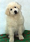 Welpe 4 - eine kleine Kuvasz-H�ndin, 8 Wochen alt