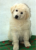 Welpe 4 - eine kleine Kuvasz-H�ndin, 8 Wochen alt