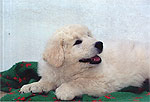 Welpe 5 - ein kleiner Kuvasz-R�de, 8 Wochen alt