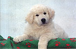 Welpe 5 - ein kleiner Kuvasz-R�de, 8 Wochen alt
