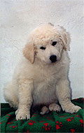 Welpe 6 - ein kleiner Kuvasz-R�de, 8 Wochen alt