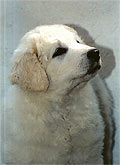 Welpe 7 - eine kleine Kuvasz-H�ndin, 8 Wochen alt