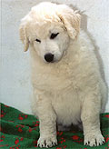 Welpe 7 - eine kleine Kuvasz-H�ndin, 8 Wochen alt