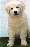 Welpe 8 - ein kleiner Kuvasz-R�de, 8 Wochen alt