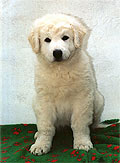 Welpe 8 - ein kleiner Kuvasz-R�de, 8 Wochen alt