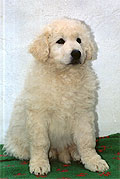Welpe 9 - eine kleine Kuvasz-H�ndin, 8 Wochen alt