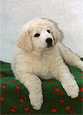 Welpe 9 - eine kleine Kuvasz-H�ndin, 8 Wochen alt