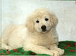 Welpe 10 - eine kleine Kuvasz-H�ndin, 8 Wochen alt