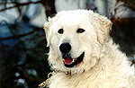 Kuvasz-R�de Jaszsz�pe Gal�d - der Vater